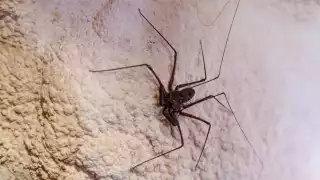 La araña látigo, el insecto inofensivo que habita en Campeche y debes proteger