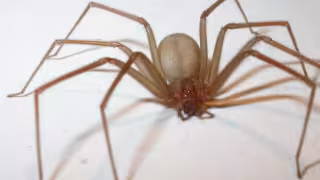 La araña violinista suele habitar en espacios sucios y oscuros del hogar