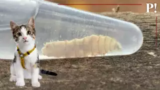 Gusano barrenador infesta a gatos