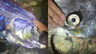 La especie puede alcanzar una longitud superior a los 11 metros en casos excepcionales