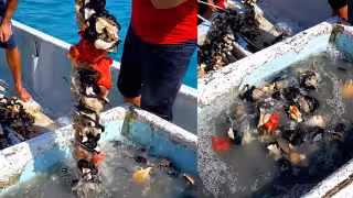Concluye la temporada de captura de caracol en Campeche.