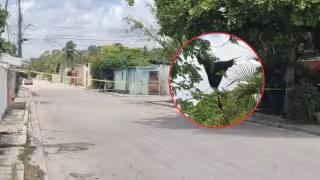 Un enjambre de abejas provocó el cierre de calles en la colonia Venustiano Carranza de Champotón.