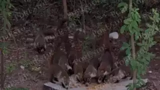 Ecologistas advierten riesgo por alimentar coatis cerca de la carretera Carmen–Puerto Real