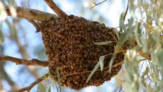 Pareja resulta herida y pierde a su perro tras ataque de abejas africanas en Campeche