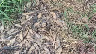 Ciudadanos denunciaron acumulación de basura, maleza y pescados podridos en orillas del malecón de Champotón.