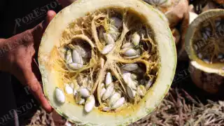 Productores locales reportan pérdidas tras la caída del precio de la pepita tipo chigua, que pasó de 33 a 25 pesos por kilo.