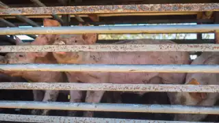 La lucha de Santa María Chi contra la granja porcícola continúa