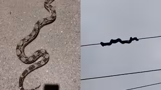 Cae enorme serpiente de cables eléctricos y causa asombro en Bécal