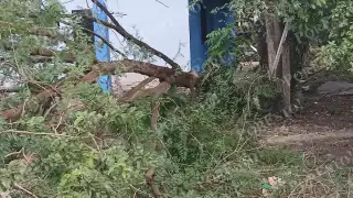 Vecinos de la colonia Emiliano Zapata temen la caída de otro árbol sobre viviendas.