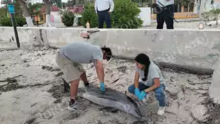 Biólogos de la UNACAR tomaron muestras para investigar las causas del fallecimiento.