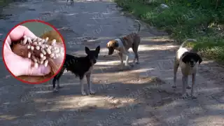 Campeche bajo vigilancia: más de 500 casos de gusano barrenador