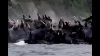 La isla Paramushir y, de manera más crítica, la ciudad de Severo-Kurilsk, sufrieron los impactos más severos