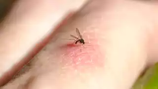 Los mosquitos pueden ser transmisores de enfermedades