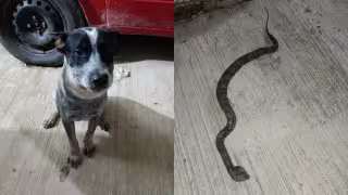 Tayson se convirtió en héroe en Muna tras enfrentarse a una serpiente venenosa huolpoch