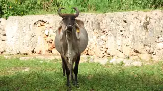 En total, se registran 99 localidades con casos reportados