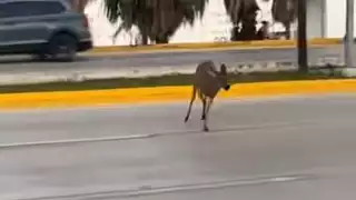 Se presume que el ejemplar provino de los manglares de Nichupté