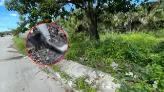 Vecinos alarmados tras hallazgo de restos de gato en Champotón; investigan posible crueldad animal