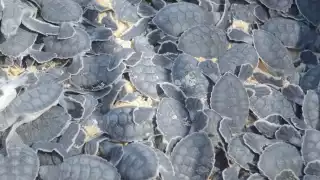 ¿Qué medidas tomaron las autoridades para proteger a las tortugas en Playa del Carmen?