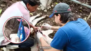 La enfermedad tiene un gran impacto en las actividades y labores de tipo agropecuario