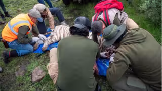 Se espera que las autoridades ambientales realicen las diligencias correspondientes para determinar qué provocó la muerte del animal