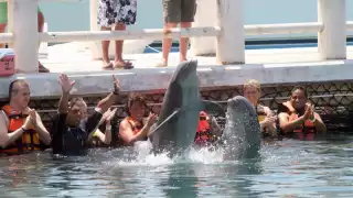 Con esta reforma, el Senado busca avanzar hacia un marco legal que garantice la protección de los mamíferos marinos en México