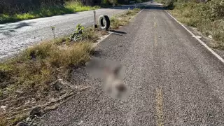 Fauna en riesgo: atropellan a jaguar joven a metros de la mancha urbana de Hopelchén