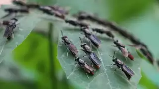 Un médico evidenció la plaga de moscas en Dzitbalché
