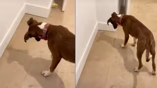 Perro queda impactado por su propia sombra y se hace viral: VIDEO