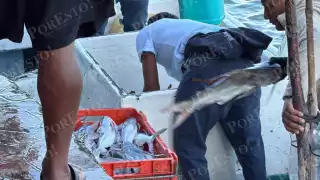 Retiro de compradores foráneos impulsa precios del pescado en Champotón
