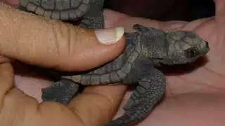 La Península de Yucatán es hogar y punto de encuentro de cuatro de las seis especies de tortugas marinas que existen en México