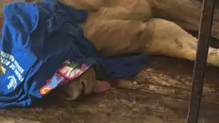 Una imagen que circula por redes muestra a un felino presuntamente en descuido en La Reina