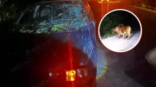 Accidente en carretera Sabancuy-Chekubul evidencia riesgo por alambrados rotos