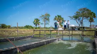 Acuacultores de Campeche enfrentan retrasos y falta de apoyo institucional