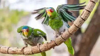 Ambas aves habrían sido mantenidas en cautiverio, posiblemente como mascotas, y al menos una de ellas tenía las plumas de las alas cortadas