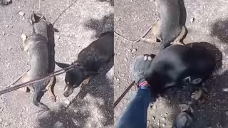 Un video sobre un presunto caso de maltrato animal causó indignación en Champotón.