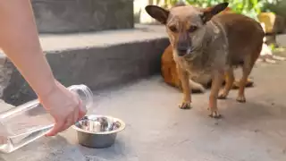 Las altas temperaturas en Campeche afectan tanto a humanos como a animales.