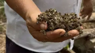 El uso de plaguicidas habría causado la muerte de miles de abejas en Nohalal