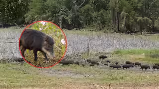Avistan pecaríes de labios blancos en aguada restaurada de Calakmul.