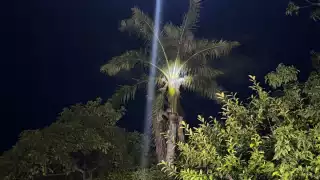 Presunto ladrón se refugia en lo alto de una palmera durante horas para evitar ser linchado y detenido en la colonia Tecolutla