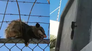 El crecimiento urbano en Ciudad del Carmen desplaza a fauna silvestre hacia zonas habitacionales.
