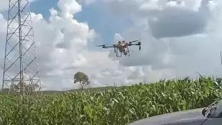 Campesinos de Campeche usan drones para combatir al gusano cogollero