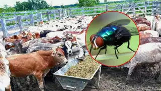 Adultos mayores, los más vulnerables: reportan miasis por gusano barrenador en Candelaria