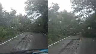 Los recientes vientos provocaron la caída de un árbol cerca de Haltunchén.