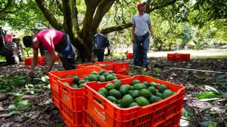 Las autoridades estadounidenses explicaron que la pausa en la exportación de aguacate responde a una situación de seguridad