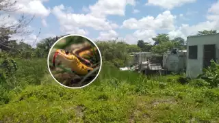 Pobladores piden limpieza de terrenos