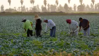 El Departamento de Agricultura de EU estima que el 42 por ciento de los empleados no cuentan con documentación migratoria