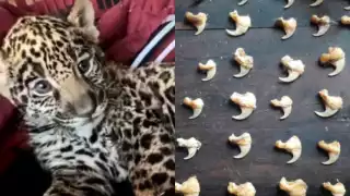 Los comerciantes de jaguares operan con impunidad en distintas plataformas digitales, principalmente en Facebook