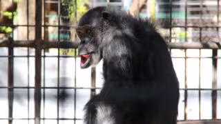 Susy es importante habitante del zoológico Centenario de Mérida