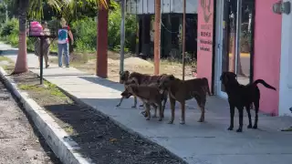 Navidad y Año Nuevo agravan la situación de canes en la calle por pirotecnia