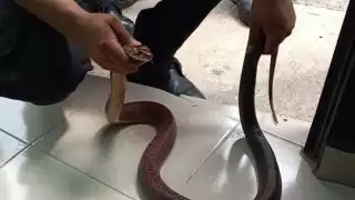 La serpiente asustó a una familia cuando fue hallada dentro de una casa en Yucatán